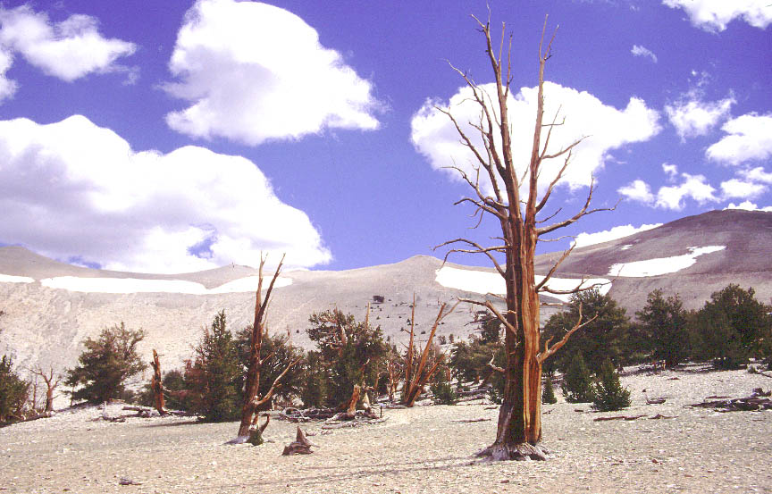 ca_bristlecone.jpg (126315 bytes)