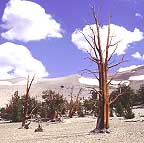 ca_bristlecone_small.jpg (14515 bytes)