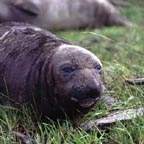 ca_elephant_seal_1_small.jpg (12929 bytes)