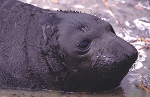 ca_elephant_seal_2.jpg (76260 bytes)