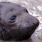 ca_elephant_seal_2_small.jpg (10760 bytes)