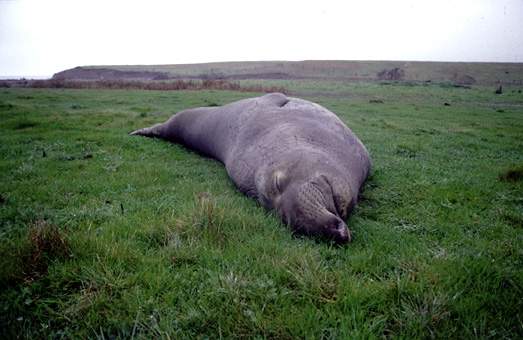 ca_elephant_seal_3.jpg (87732 bytes)