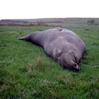 ca_elephant_seal_3_small.jpg (9964 bytes)