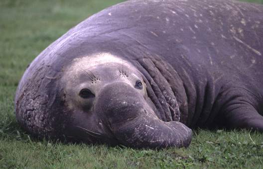 ca_elephant_seal_4.jpg (80109 bytes)