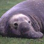 ca_elephant_seal_4_small.jpg (10765 bytes)