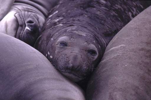 ca_elephant_seal_5.jpg (62714 bytes)