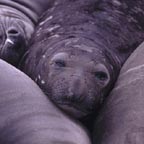 ca_elephant_seal_5_small.jpg (9596 bytes)