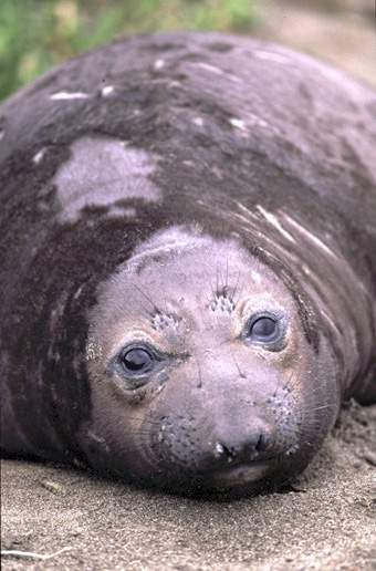 ca_elephant_seal_6.jpg (95236 bytes)