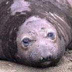 ca_elephant_seal_6_small.jpg (11797 bytes)