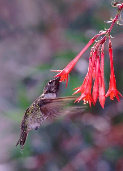 ca_hummingbird.jpg (87760 bytes)