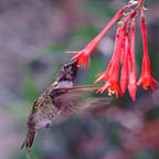 ca_hummingbird_small.jpg (9879 bytes)