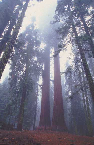 sequoia NP