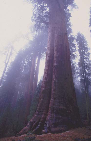 California Sequoia NP 