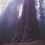 sequoia NP