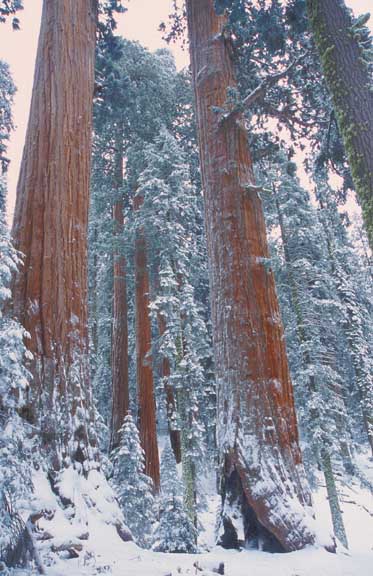 sequoia NP