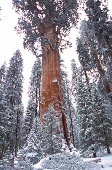 California Sequoia NP 6