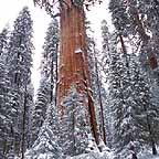 sequoia NP