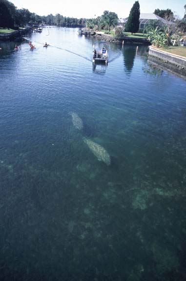 crystal river manatee