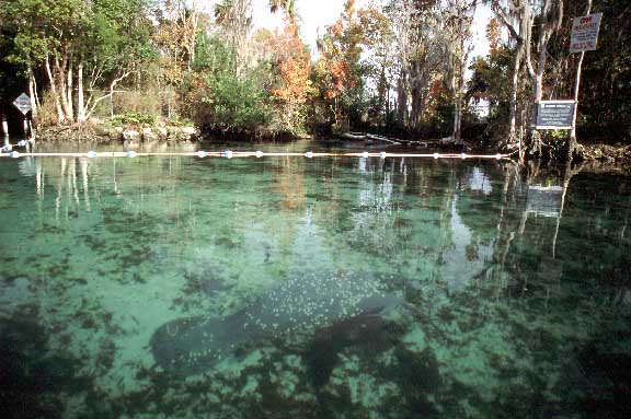 crystal river manatee