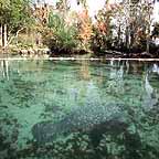 fl_manatee2_small.jpg (15207 bytes)