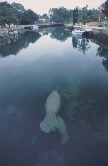 crystal river manatee