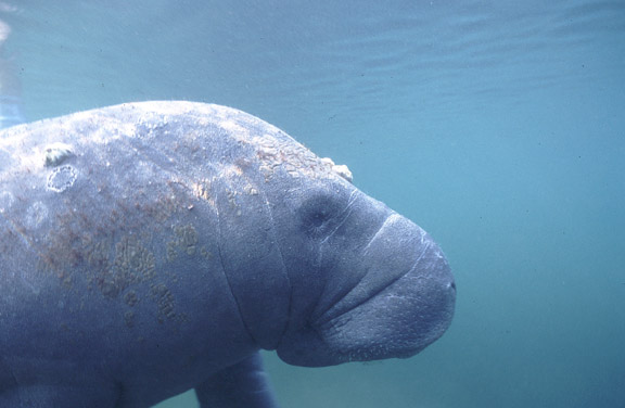 crystal river manatee