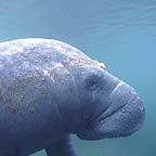 fl_manateeuw1_small.jpg (7709 bytes)