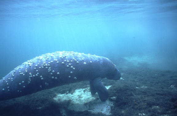 crystal river manatee