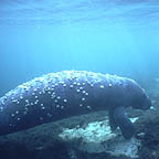 fl_manateeuw2_small.jpg (9213 bytes)