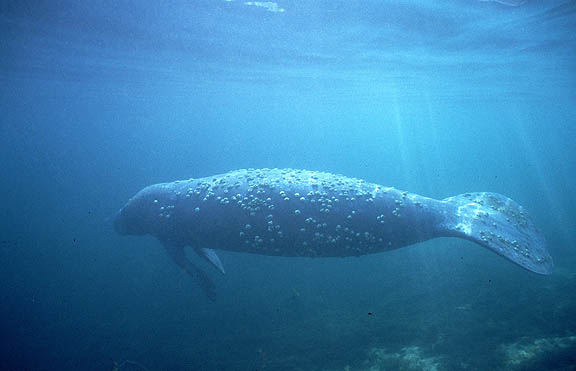 crystal river manatee