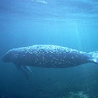 fl_manateeuw3_small.jpg (7095 bytes)