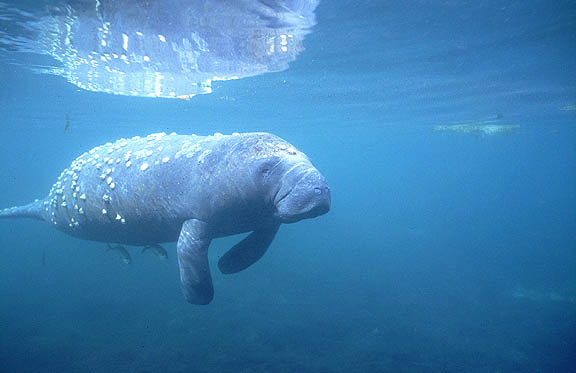 crystal river manatee