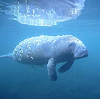 fl_manateeuw4_small.jpg (9532 bytes)