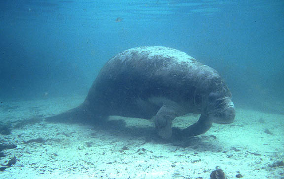 crystal river manatee