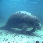 fl_manateeuw5_small.jpg (10470 bytes)