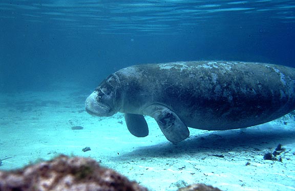 crystal river manatee