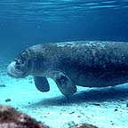 fl_manateeuw6_small.jpg (11000 bytes)