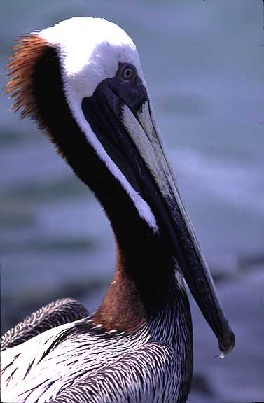 pelican