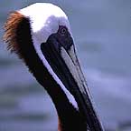 pelican