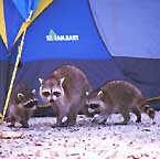 racoons