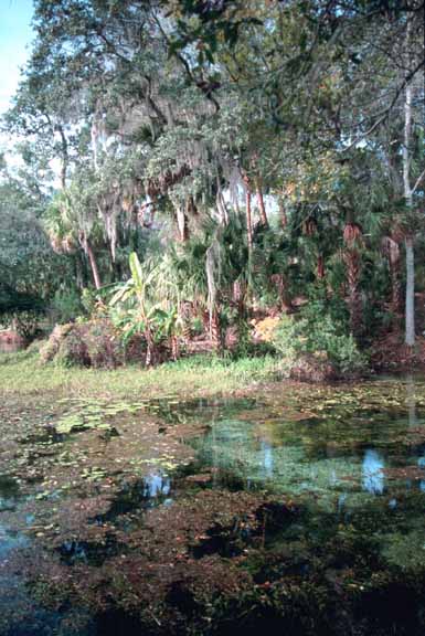 Rainbow river SP