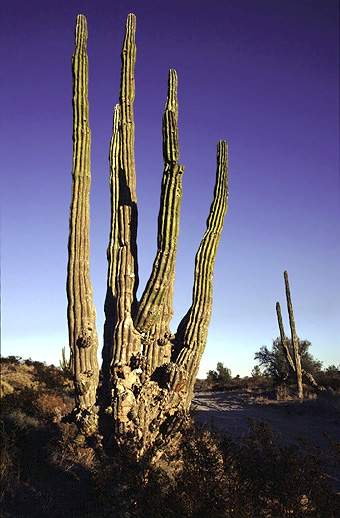 mexico_cactus1.jpg (100838 bytes)