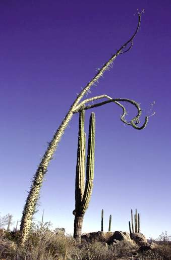 mexico_cactus2.jpg (62223 bytes)