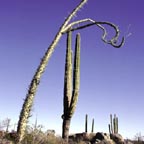 mexico_cactus2_small.jpg (12132 bytes)