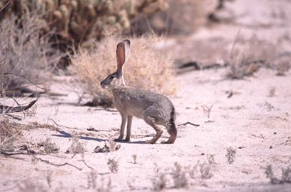 mexico_hare.jpg (110523 bytes)