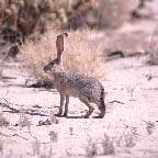 mexico_hare_small.jpg (13478 bytes)