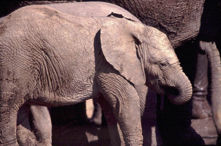 sa_elephant_1.jpg></td>
        <td width=