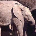 sa_elephant_1_small.jpg (11831 bytes)