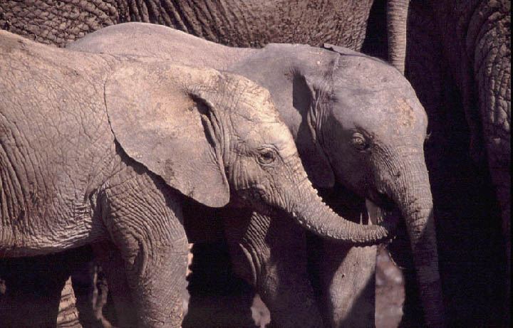 sa_elephant_2.jpg></td>
        <td width=