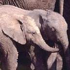 sa_elephant_2_small.jpg (10434 bytes)